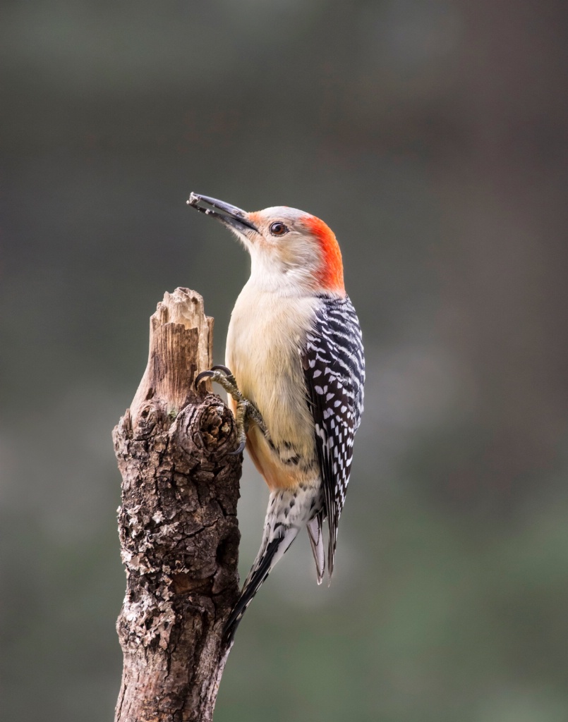 Red-Bellied Woodpecker Female