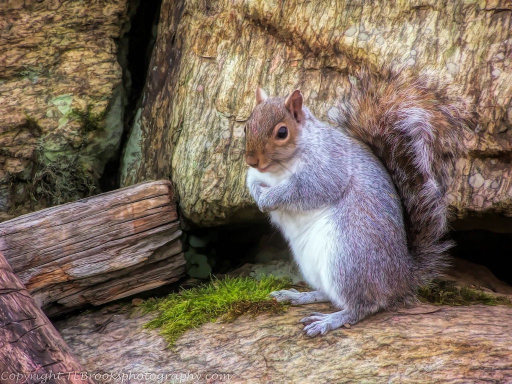 Gray Squirrel