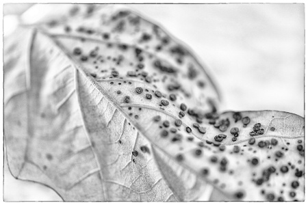 fungus on a leaf