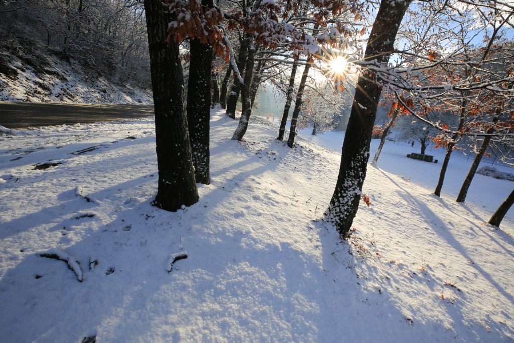 Snowy Morning