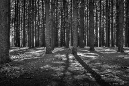 Pine Tree Forest