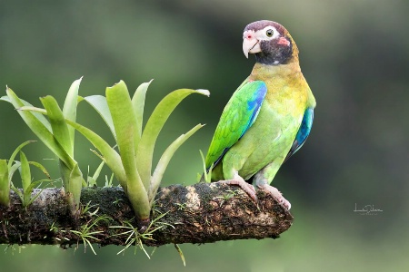 Brown Hooded Parrot