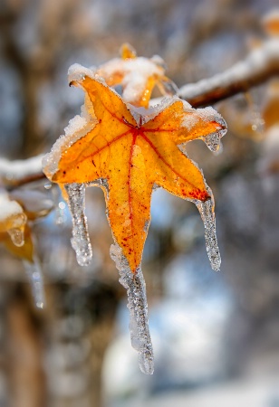 Sweetgum Cycles 