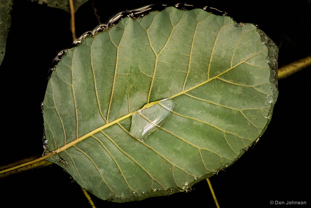 Leaf and Water 6-8-17 295