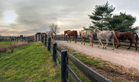 Long Road Home