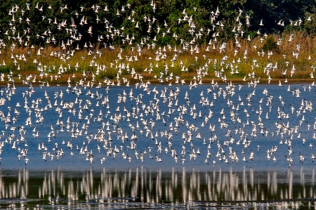 Peeps in Flight