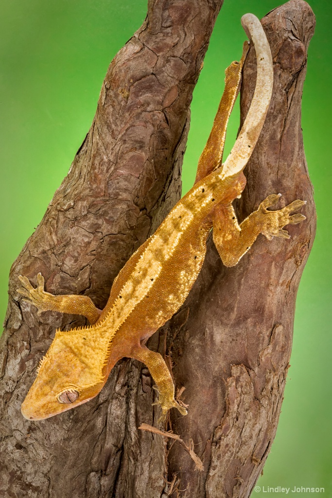 Crested Gecko