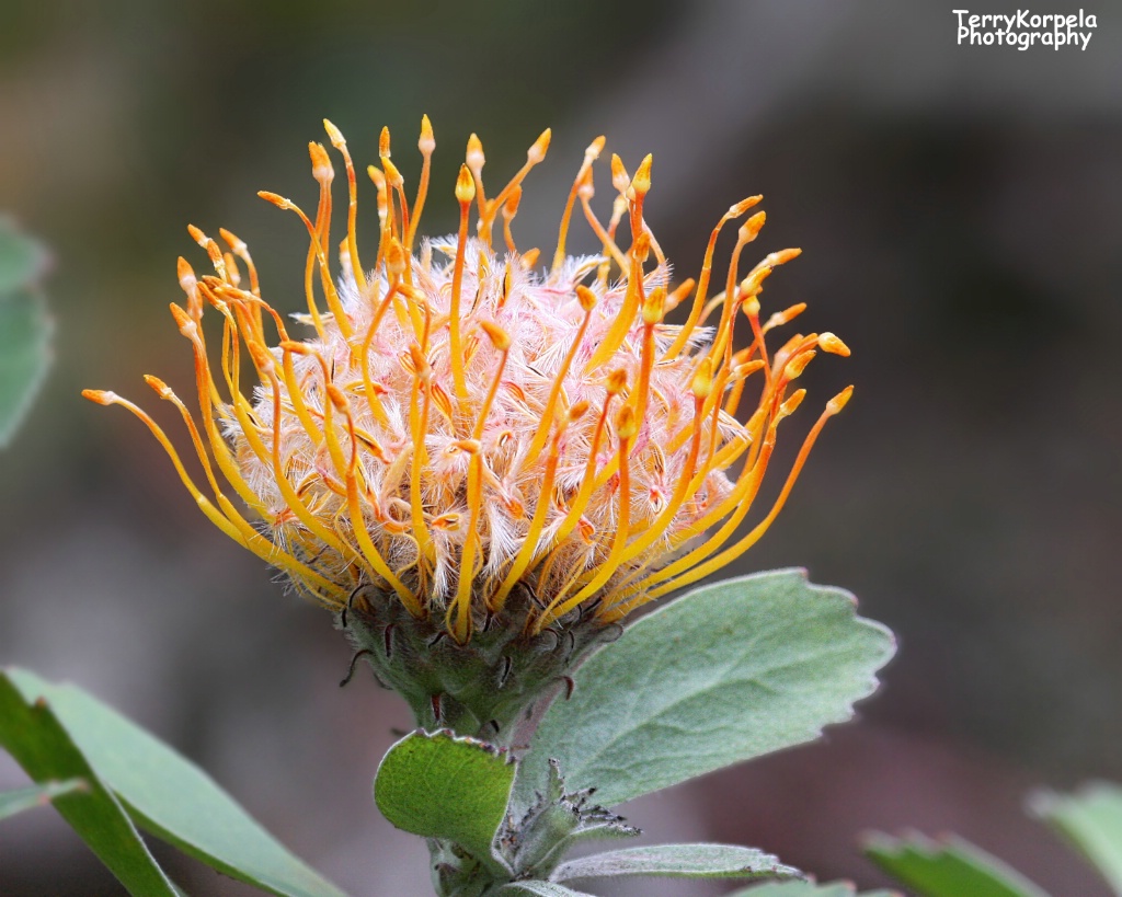 Kula Botanical Garden, Maui - ID: 15505687 © Terry Korpela