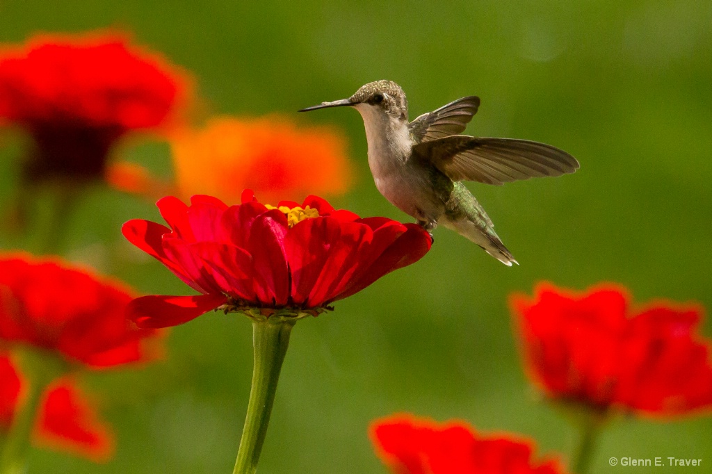 Tea Cup for Hummingbirds  
