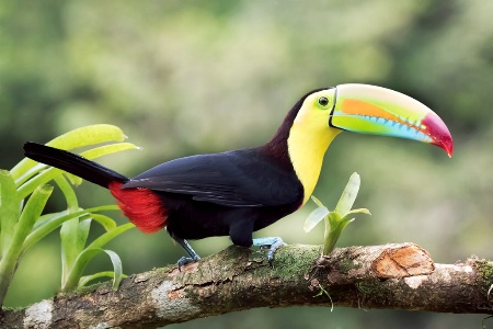 Keel-Billed Toucan