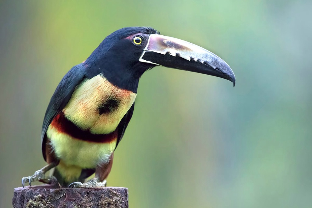 Collard Aracari Toucan