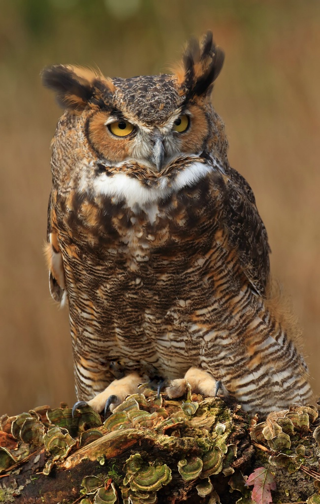 Great Horn Owl