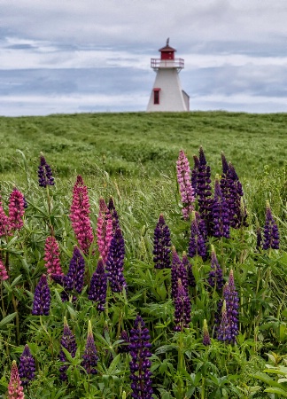 Malpeque Rear Light