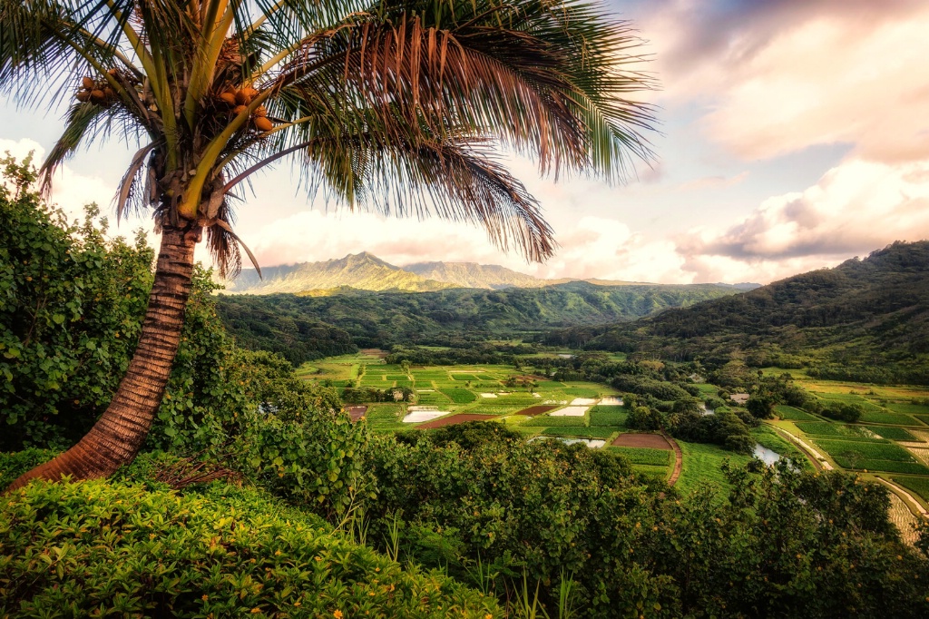 Tropical Overlook