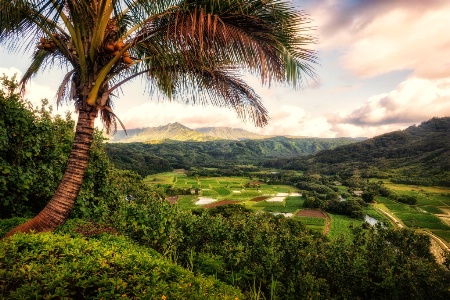 Tropical Overlook