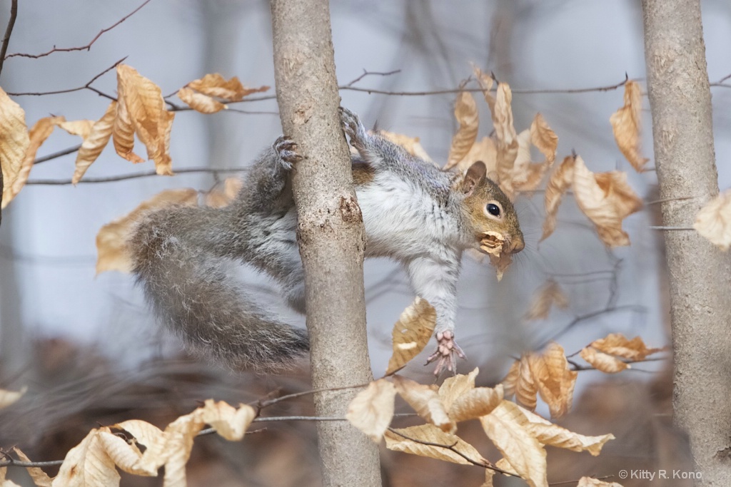 The Squirrel's Hand