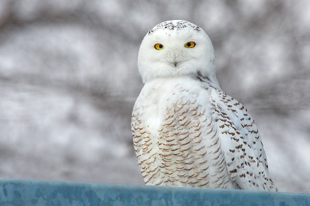 Snowy Owl