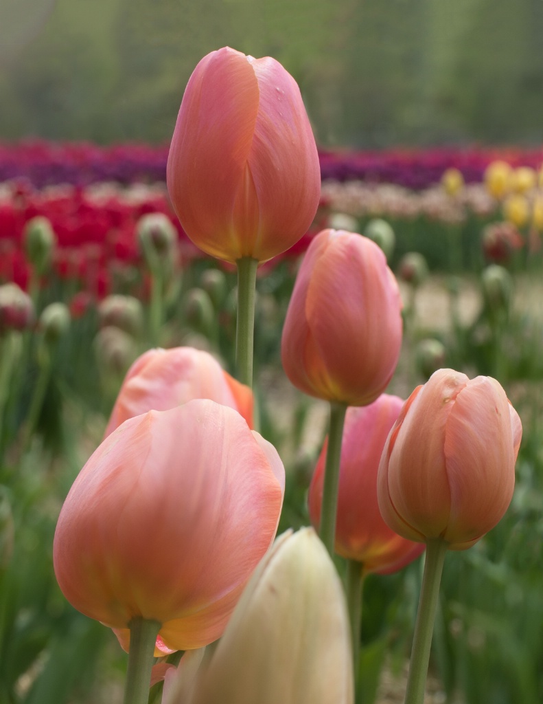 Tulip Field