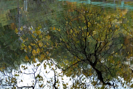 Pond Reflection