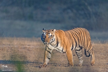 Close encounter in golden light !