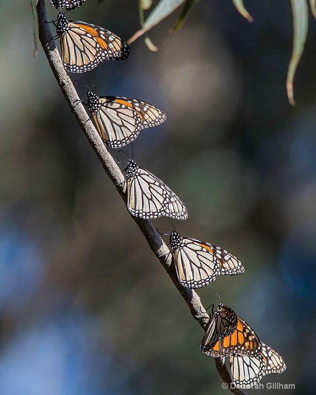 Lined Up