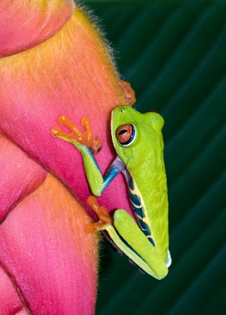 Red eye frog