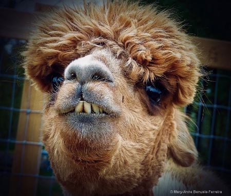 Alpaca smiles 