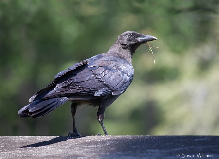 Crow with Twig for Nest