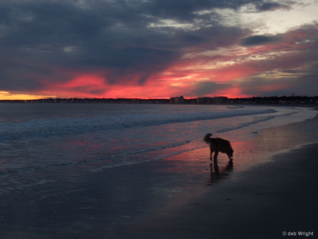 Sunset with dog - ID: 15519351 © deb Wright