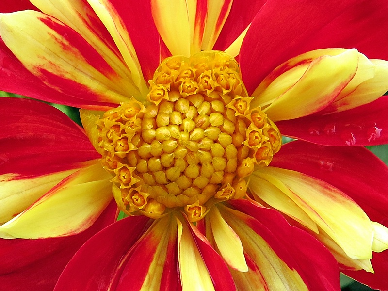 Center of Flower