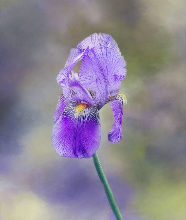 Iris