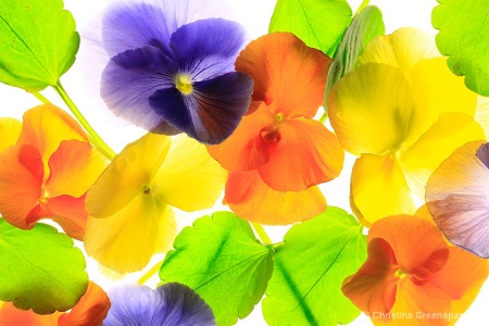 Pansy Party