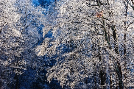 Winter Wonderland in the Great Smokies