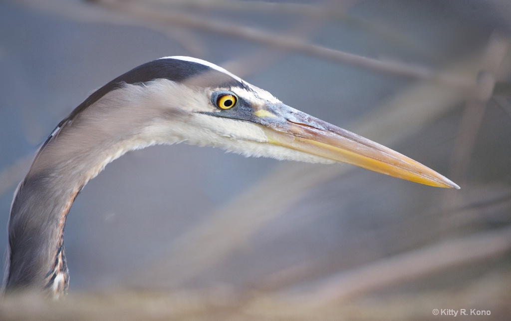 The Eye of the Great Blue