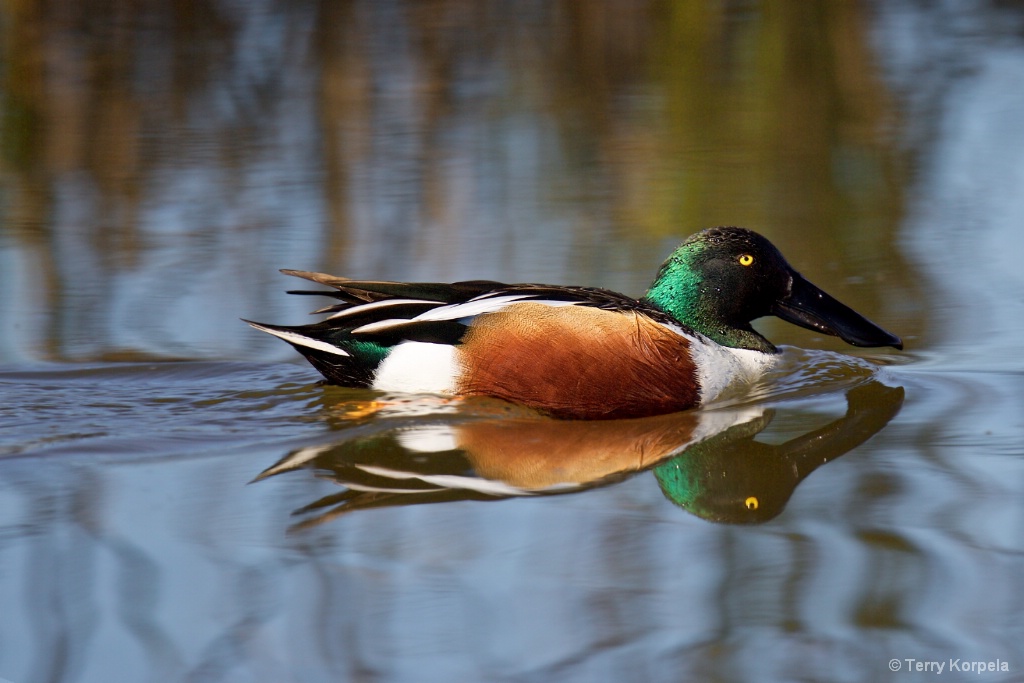 Northern Shoveler