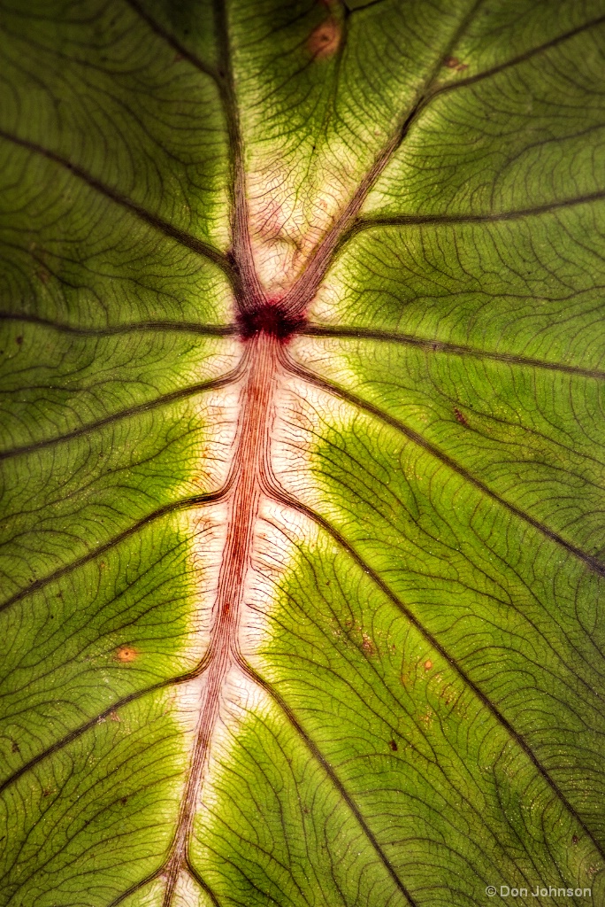Leaf with Veins 2-28-18 045