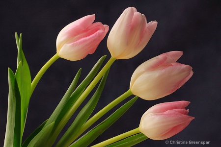 Tulips By Window Light