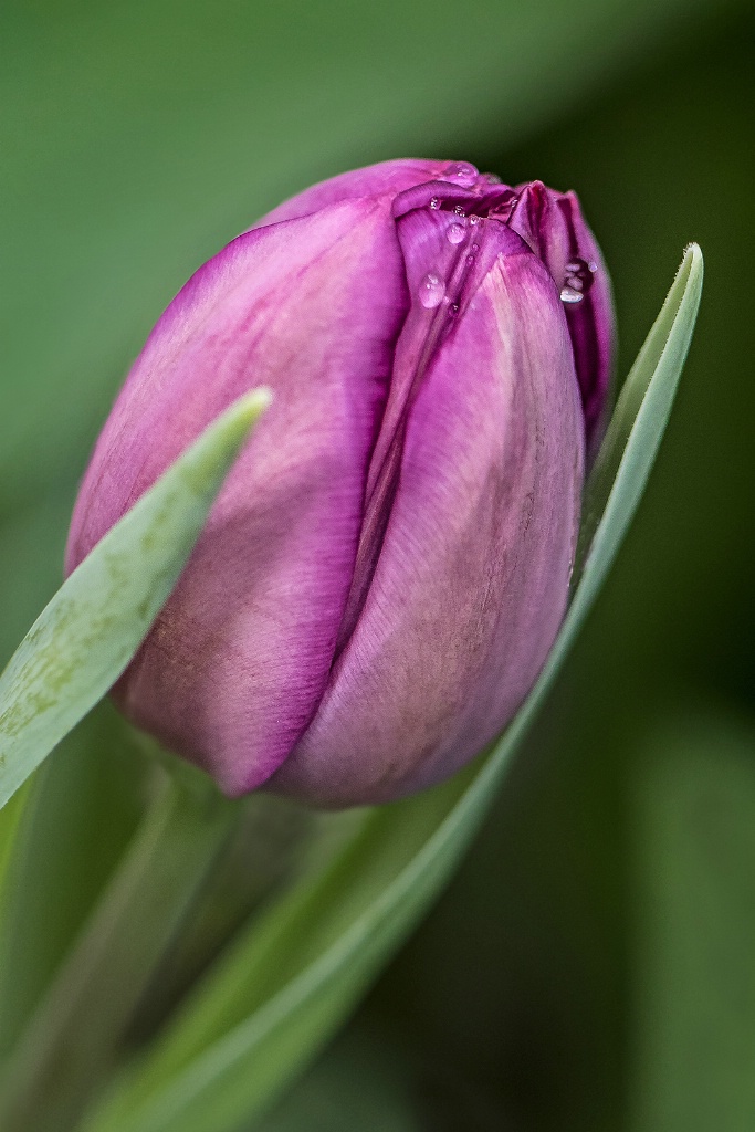 Purple Tulip 