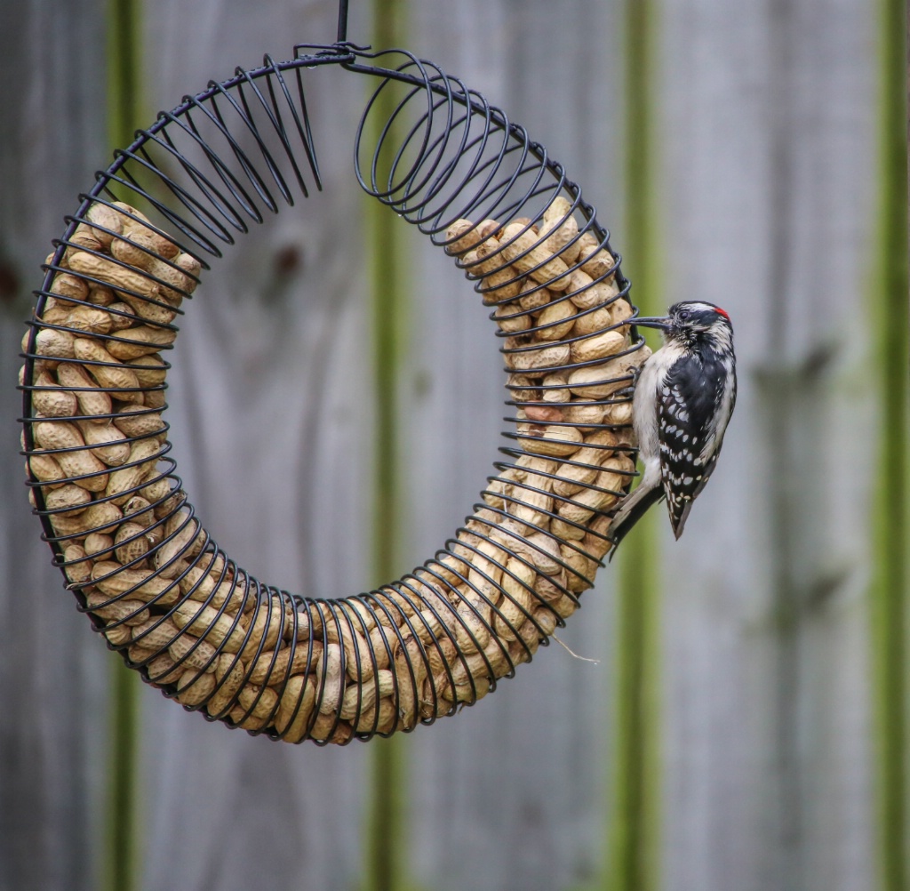 Downy Woodpecker 