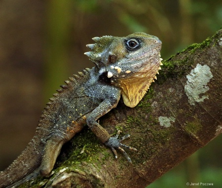 Boyds Rainforest Dragon