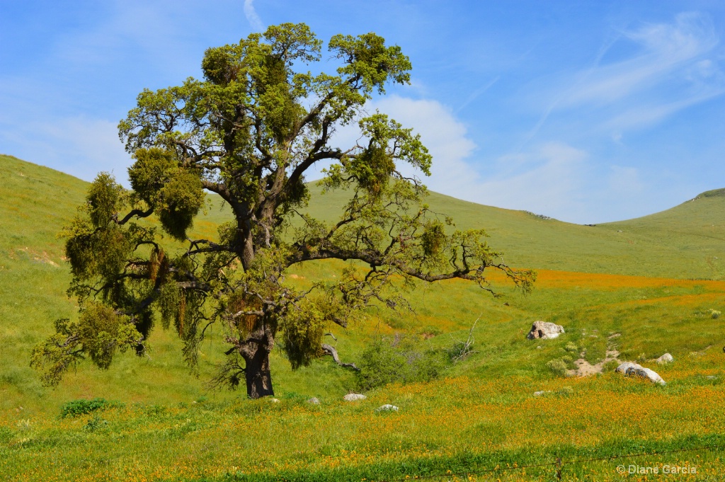 Old Oak