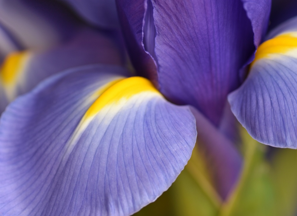 Iris Petals