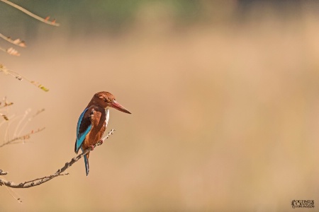 White-throated Kingfisher