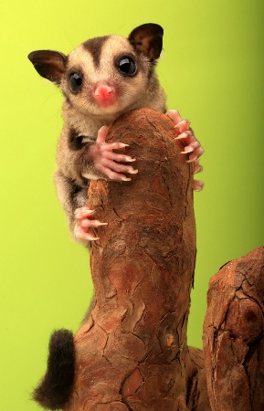 Sugar Glider