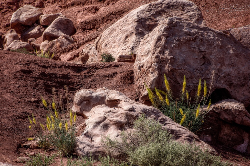 Spring Evening in the Vermillion Cliffs