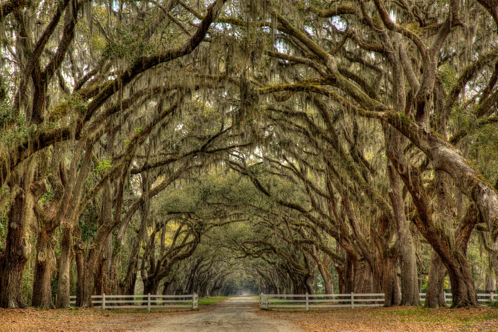 Tunnel of Trees