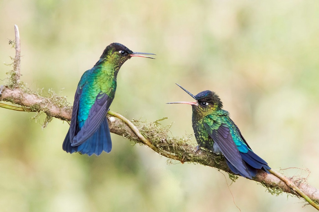 Fiery Throated Hummingbirds