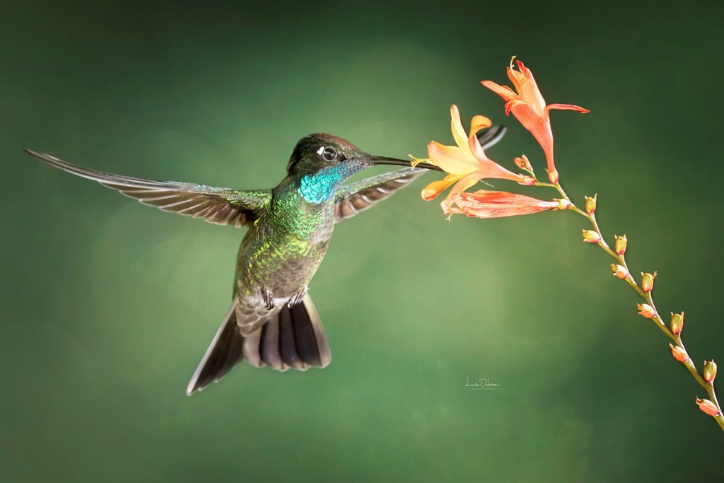 Fiery Throated Hummingbird