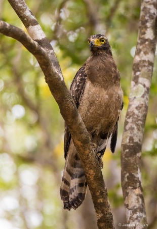 Crested Serpent-Eagle