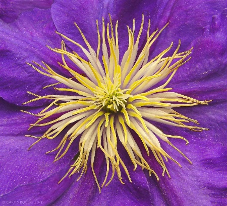 Clematis Tentacles